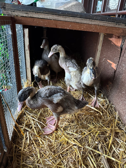 Ducklings