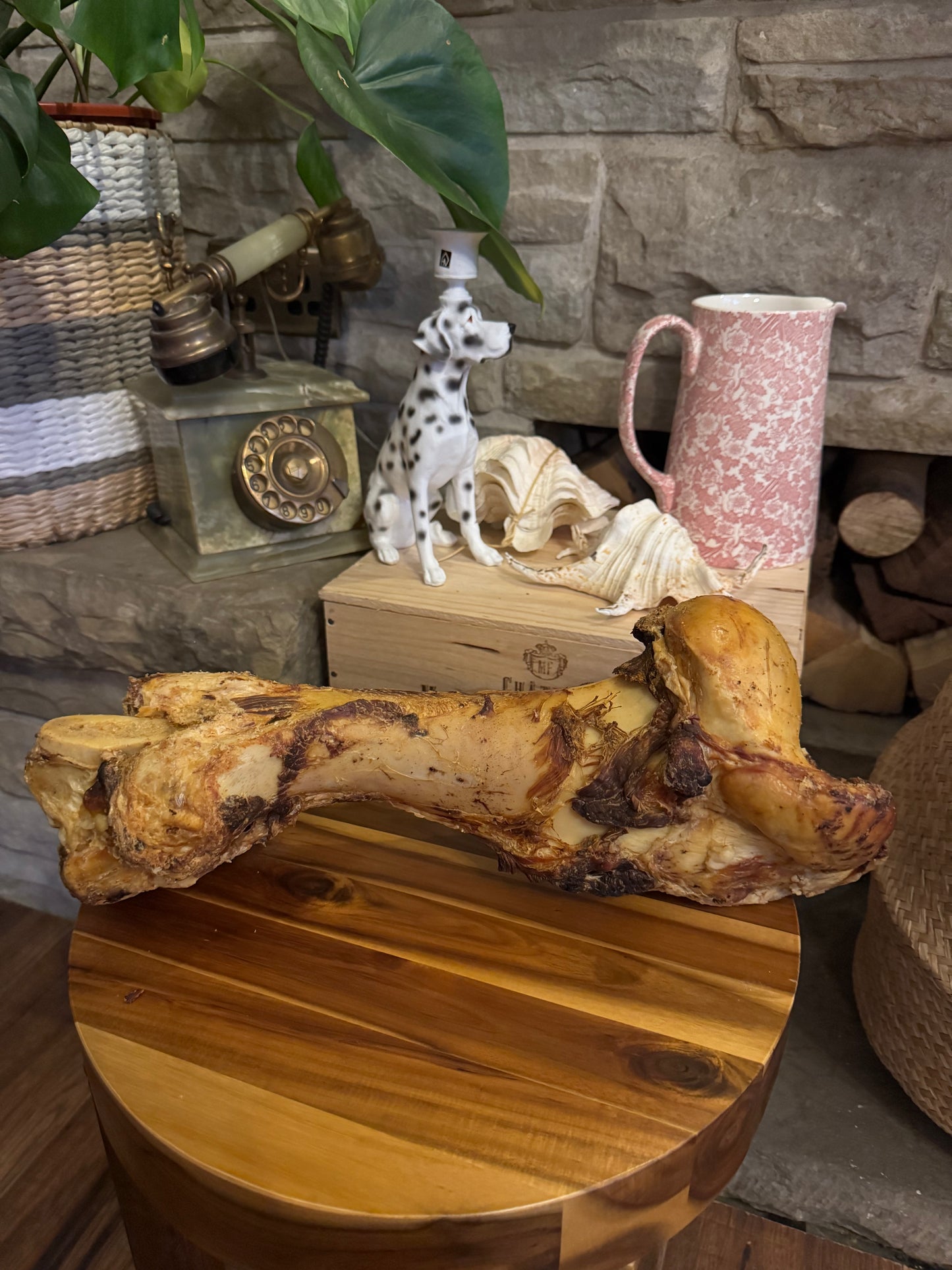 Dinosaur Bone
