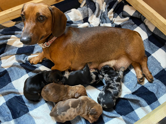 sausage dachshund puppies