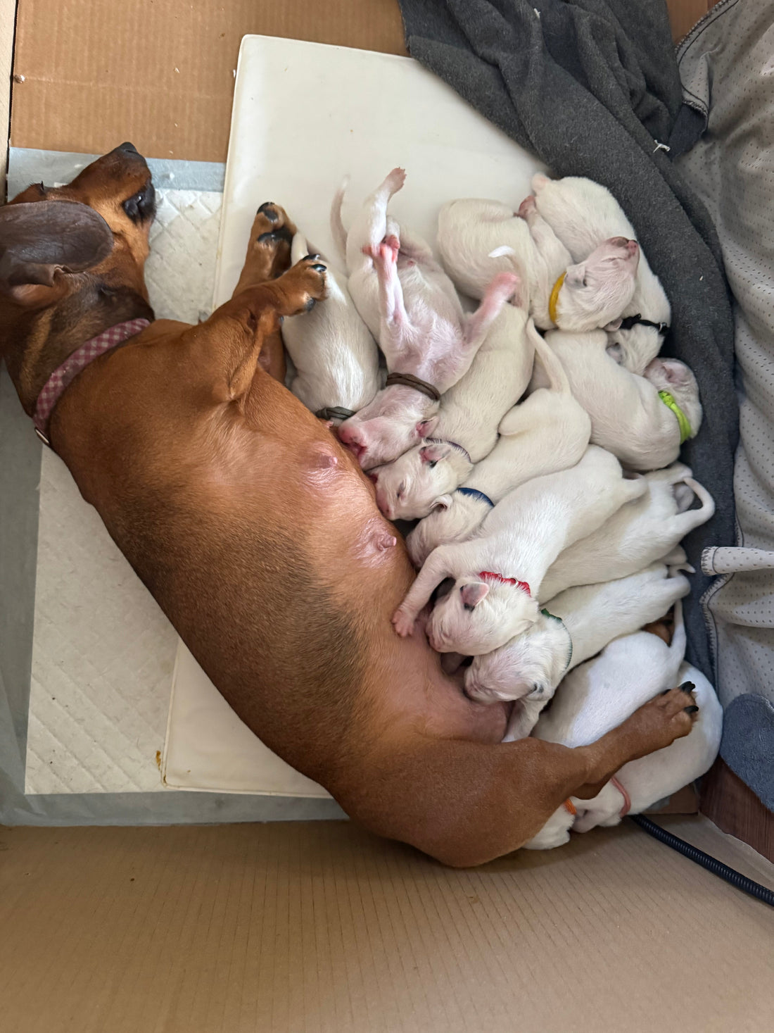 A Legacy of Spots and Love: Thunder’s Last Gift